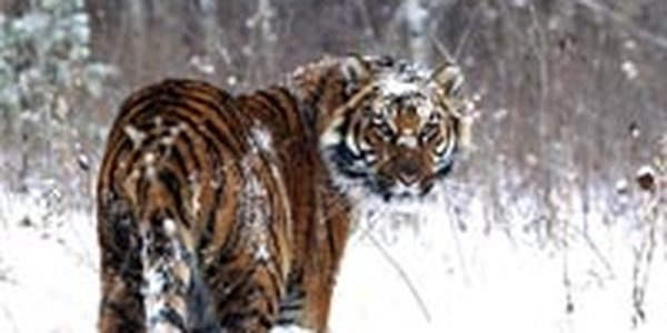 Теперь тигры гуляют по пригороду Владивостока