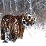 Теперь тигры гуляют по пригороду Владивостока