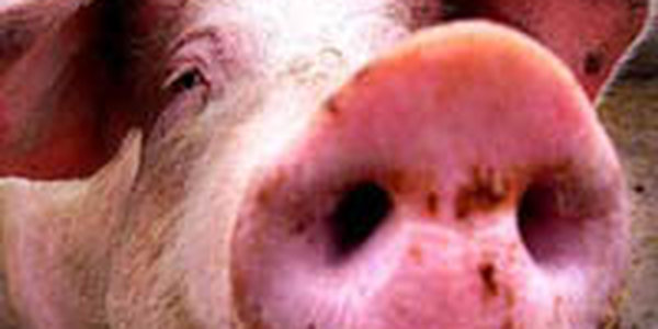 Свиной грипп может попасть в Россию уже осенью