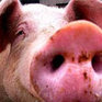 Свиной грипп может попасть в Россию уже осенью