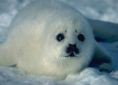 Акция спасения тюленей 