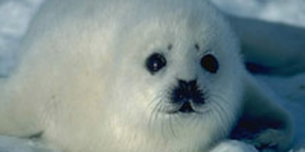 Акция спасения тюленей 
