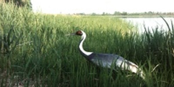  В Приморье убиты два даурских журавля 
