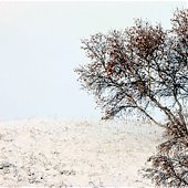 Первый снег в китайской степи (ФОТО)