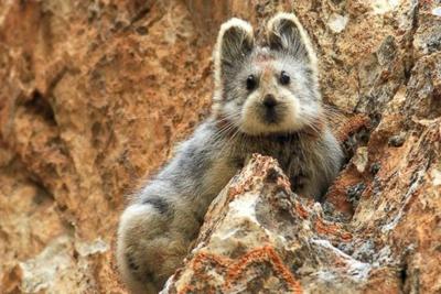 В Китае впервые за 22 года зоологи заметили «волшебного кролика»