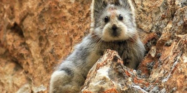 В Китае впервые за 22 года зоологи заметили «волшебного кролика»