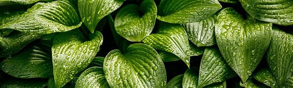 В Приморье ожидаются грозовые дожди