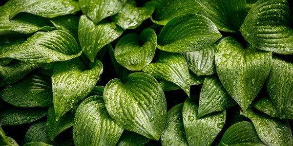 В Приморье ожидаются грозовые дожди