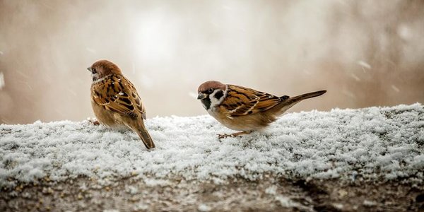 Вечером во Владивостоке вероятен небольшой снег