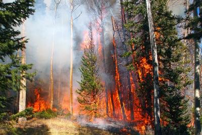 В Амурской области зафиксированы лесные пожары на площади более 200 тыс. га