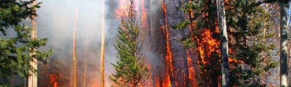 В Амурской области зафиксированы лесные пожары на площади более 200 тыс. га