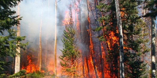 В Амурской области зафиксированы лесные пожары на площади более 200 тыс. га