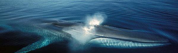 Мясо выловленных в Исландии редких китов отправят в Японию через Россию