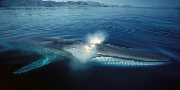 Мясо выловленных в Исландии редких китов отправят в Японию через Россию