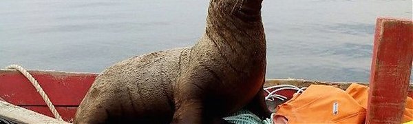 Морской котик влез в лодку и катался с рыбаками 8 часов подряд