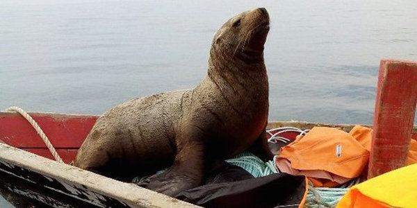 Морской котик влез в лодку и катался с рыбаками 8 часов подряд