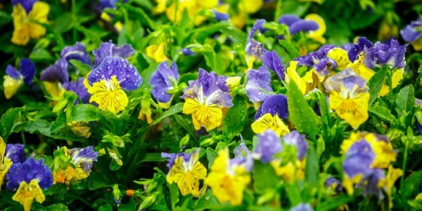 В Приморье пройдут кратковременные дожди