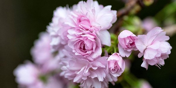 В Японии расцвела сакура (ФОТО)