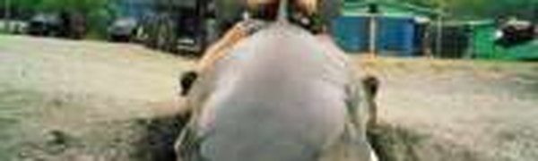 В Приморье поймана пятиметровая акула