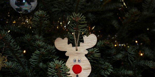 Ботанический сад во Владивостоке принимает новогодние елки на переработку