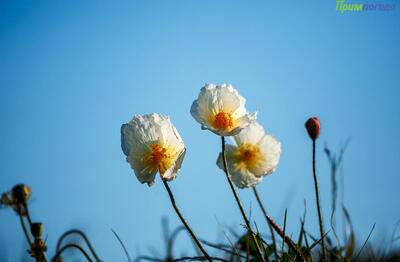 Синоптики рассказали о погоде на выходных в Приморье и Владивостоке