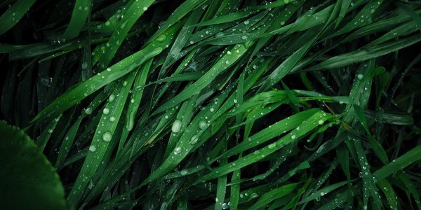 Сегодня вечером местами в Приморье ожидаются ливни с грозами