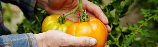 Во Владивостоке выберут лучших садоводов и огородников