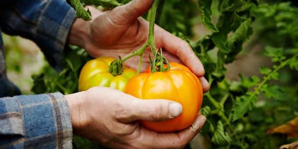 Во Владивостоке выберут лучших садоводов и огородников