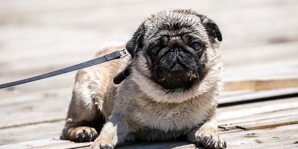 В выходные жители Владивостока смогут увидеть лето только за городом