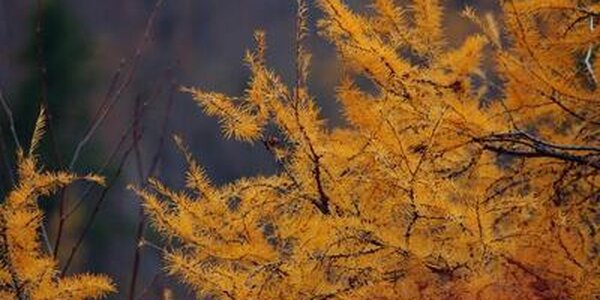 Синоптики озвучили прогноз погоды на первую неделю ноября в Приморье