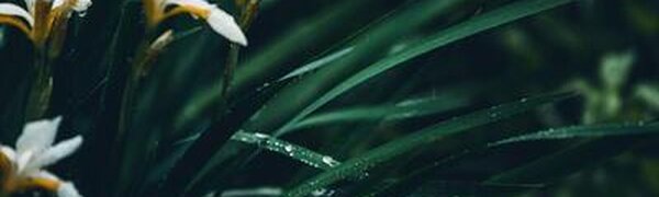 Локальные сильные дожди с грозами, на побережье сильный ветер ударят по Приморью в пятницу