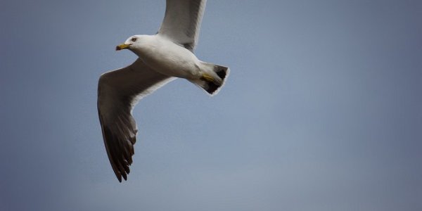 Во Владивостоке приостановлено движение морского пассажирского транспорта