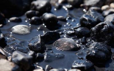 В морском заповеднике в Приморье обнаружено нефтяное пятно