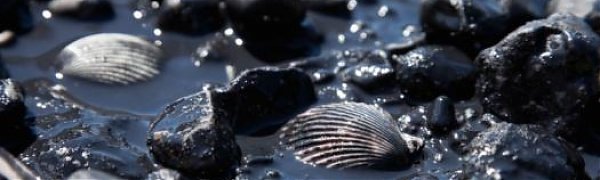 В морском заповеднике в Приморье обнаружено нефтяное пятно