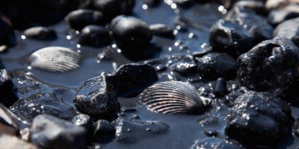 В морском заповеднике в Приморье обнаружено нефтяное пятно