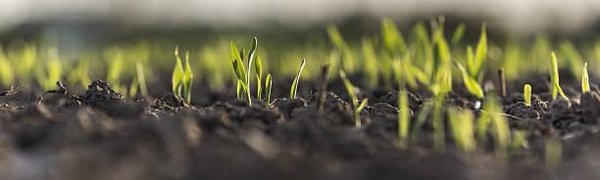 Рост температуры повысит выбросы CO2 из почвы