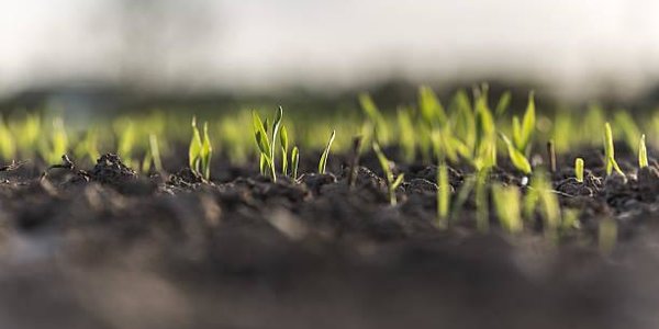 Рост температуры повысит выбросы CO2 из почвы