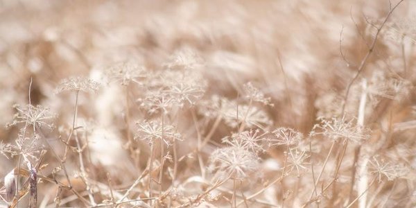 Приморцев ждёт переменчивая погода в течение всей недели