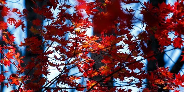 Типичная осенняя погода ожидает Приморье в выходные