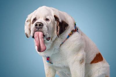 Найдена собака с самым длинным в мире языком