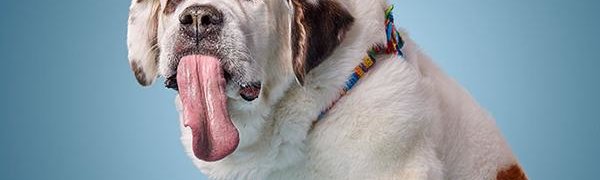 Найдена собака с самым длинным в мире языком