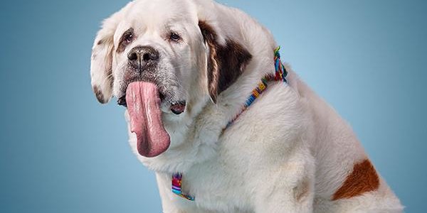 Найдена собака с самым длинным в мире языком