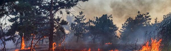На выходных в Приморье увеличится территория с высоким классом пожарной опасности леса