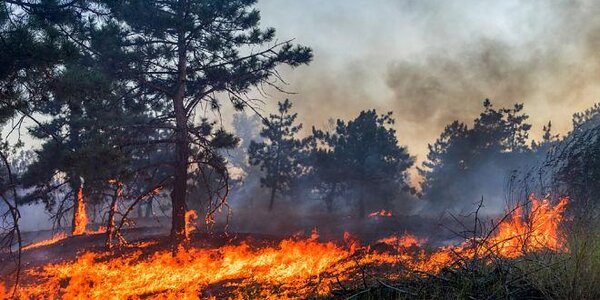На выходных в Приморье увеличится территория с высоким классом пожарной опасности леса