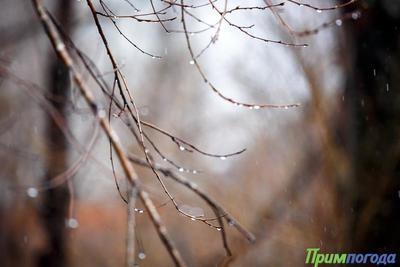 Похолодание и небольшие осадки: прогноз погоды в Приморье на четверг