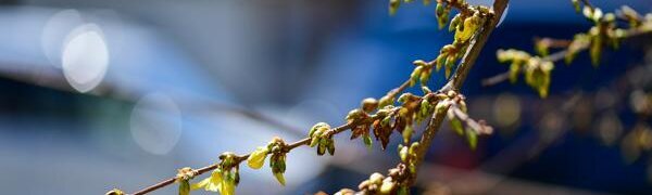 Туман на побережье, тепло на континенте — всё о погоде в Приморье в ближайшие дни