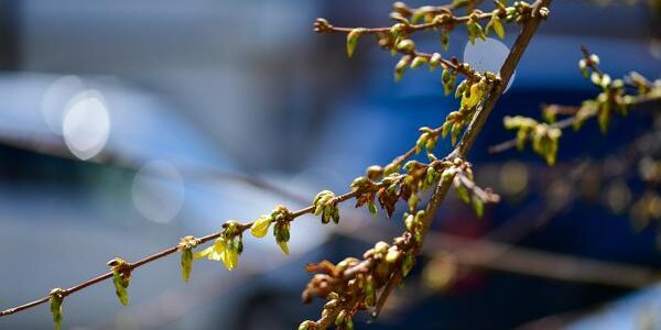 Туман на побережье, тепло на континенте — всё о погоде в Приморье в ближайшие дни