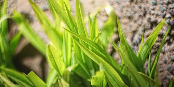 В континентальных районах Приморья на выходных будет выше +20°С