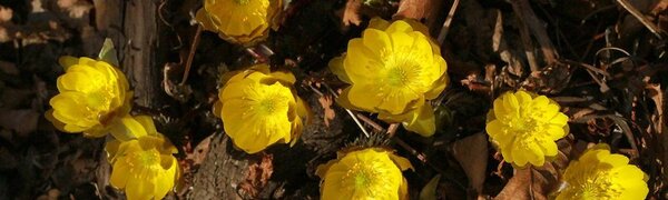 До +23°С прогрелся воздух в континентальных районах Приморья. Это редкость для начала апреля