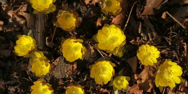 До +23°С прогрелся воздух в континентальных районах Приморья. Это редкость для начала апреля